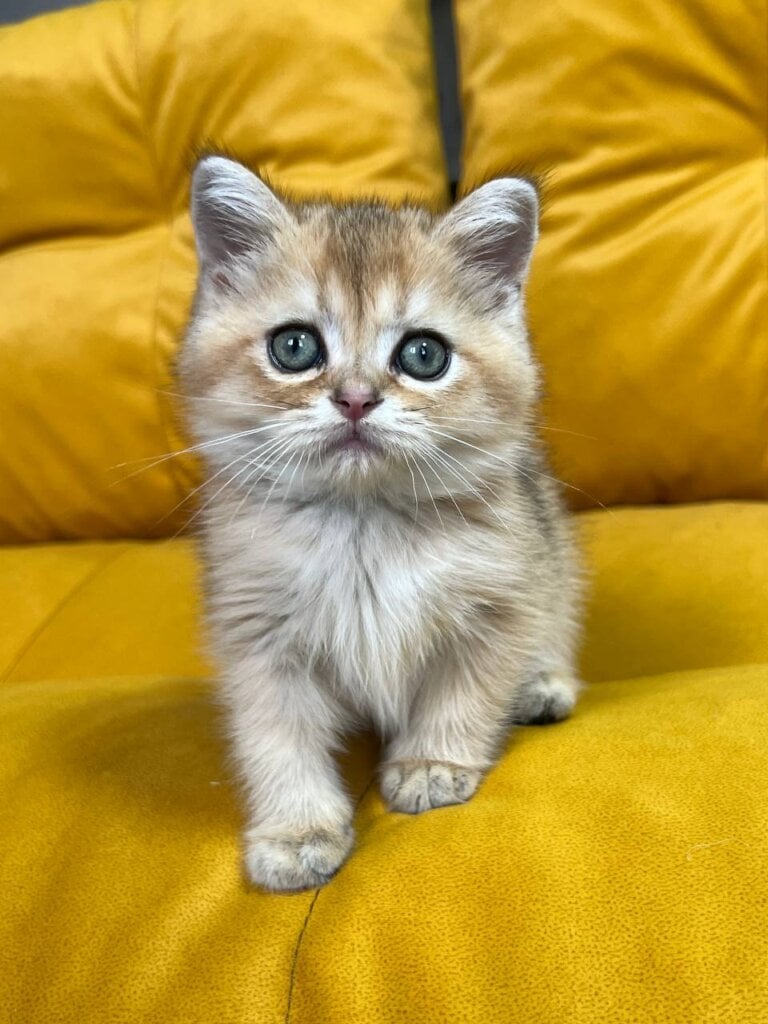 Photo 2025 11 26 18 42 33