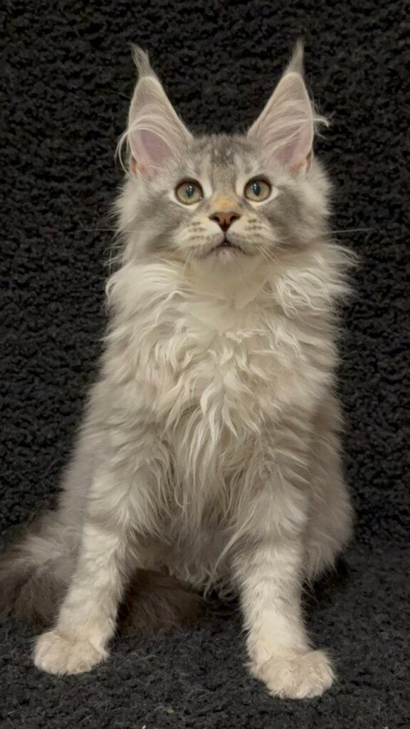 Photo 2025 11 27 08 51 23