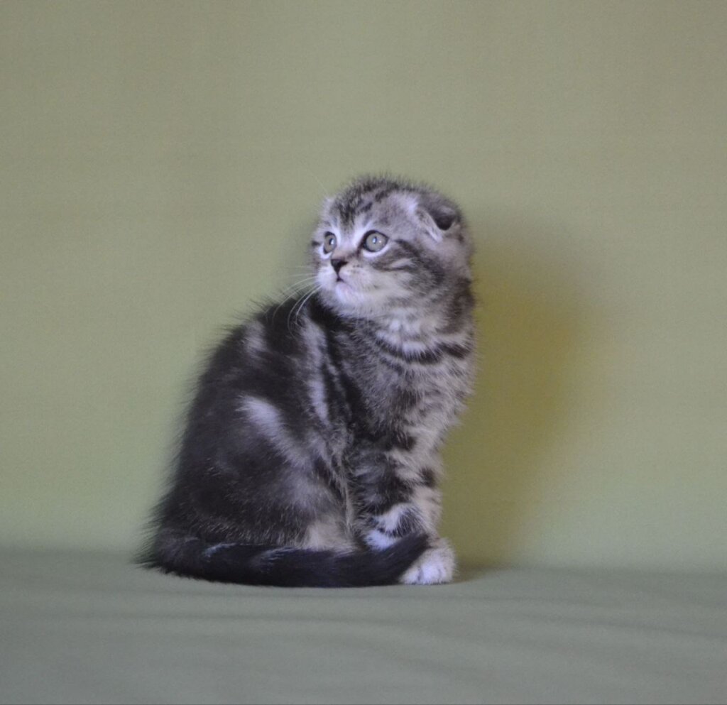 Photo 2025 11 27 12 18 26 3