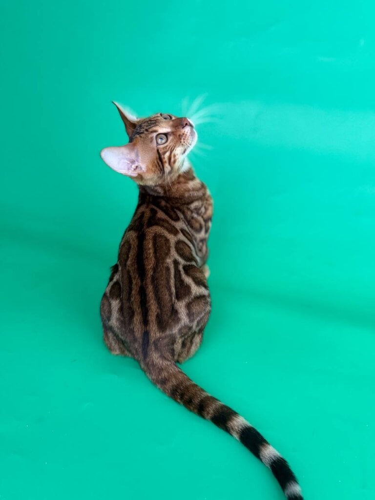 Photo 2025 11 27 17 01 04 2