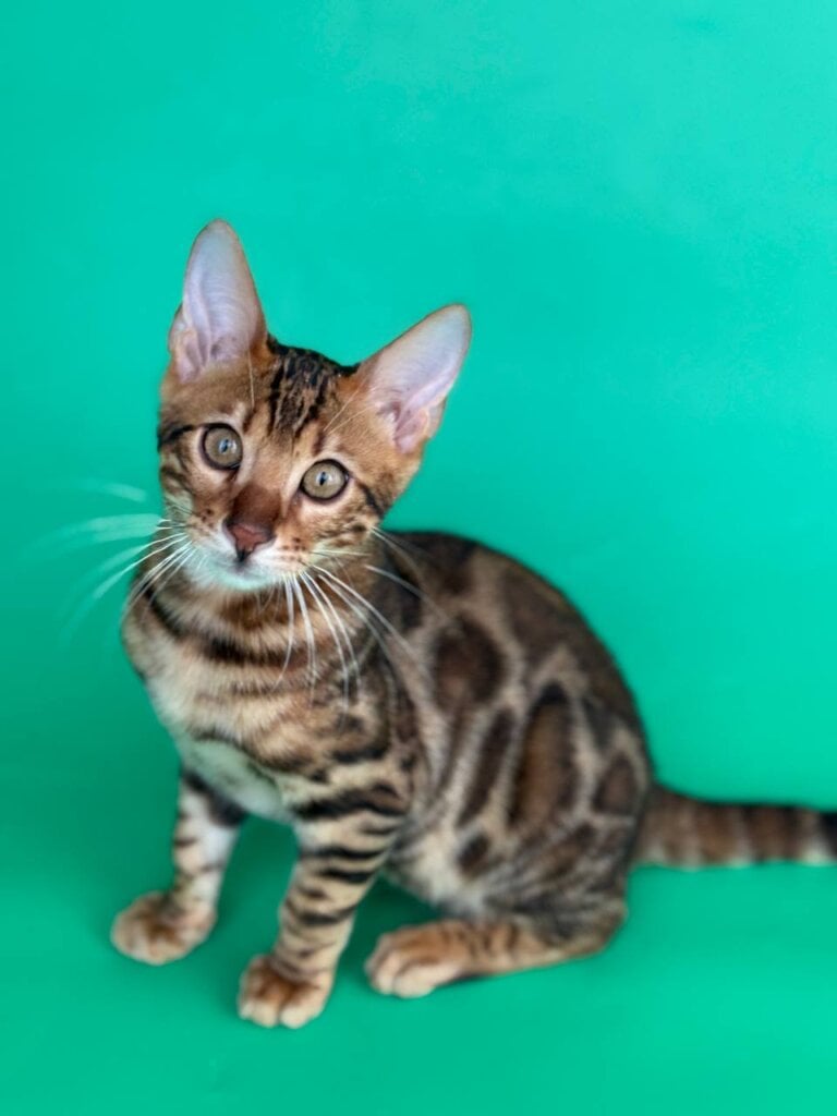 Photo 2025 11 27 17 10 10