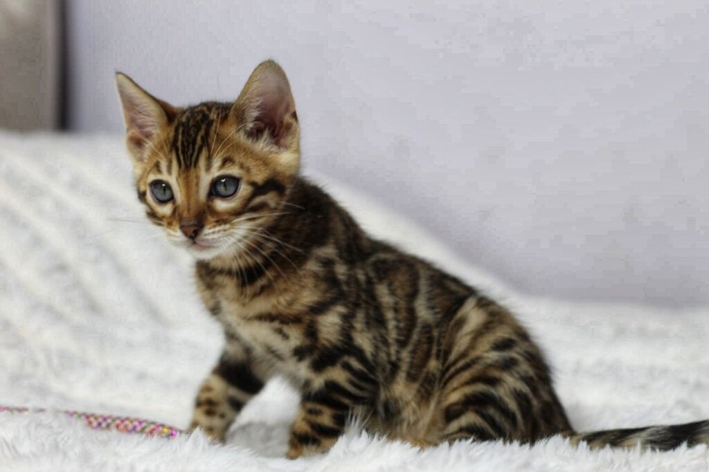 Orlando Bengal Brown Male (Available) 00 - photo 1