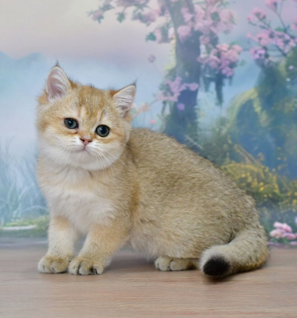 Elli British Shorthair Black Golden Female (Available) 50 - photo 1