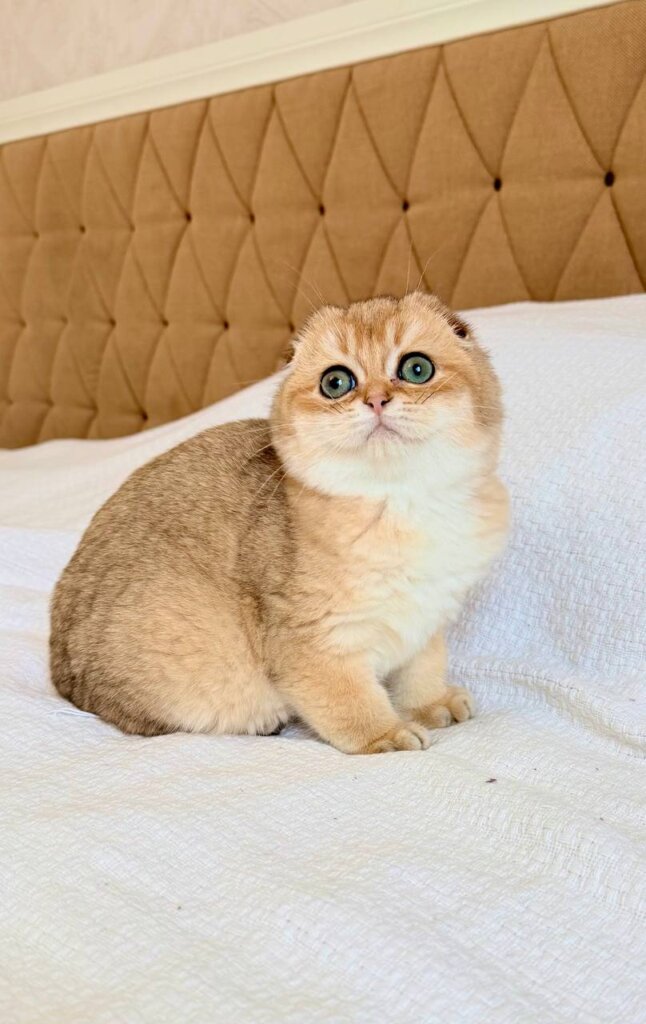 Donald Scottish Fold Black Golden Male (Available) 00 - photo 1