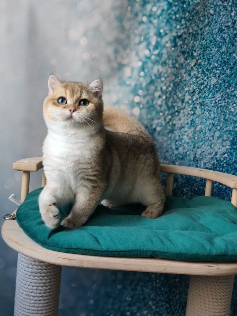 Caroline British Shorthair Black Golden Female (Available) 00 - photo 1