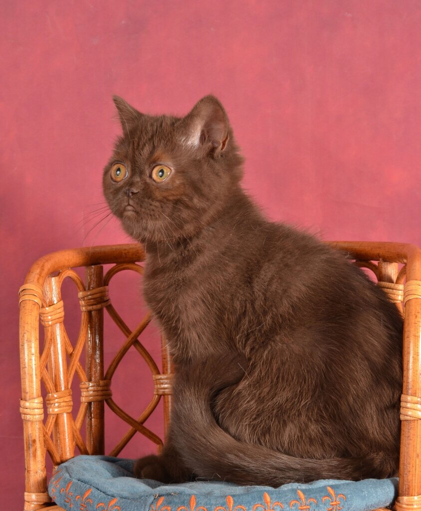 Tamila Scottish Straight Chocolate Female (Reserved) 50 - photo 1