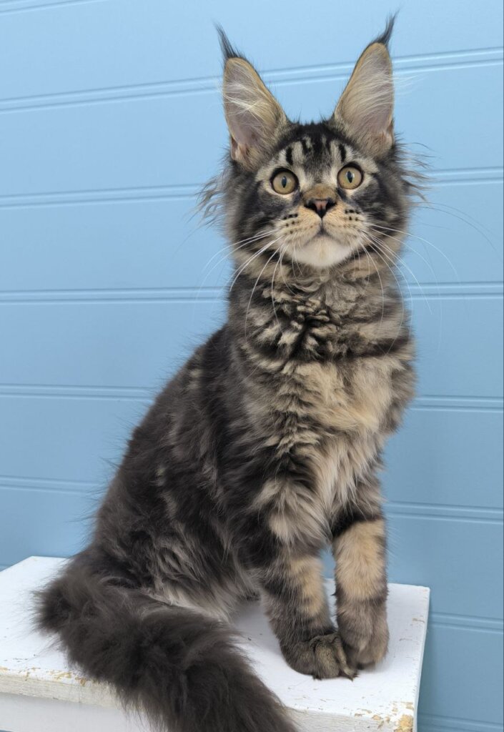 Kyron Maine Coon Black Tabby Male (Available) 50 - photo 1