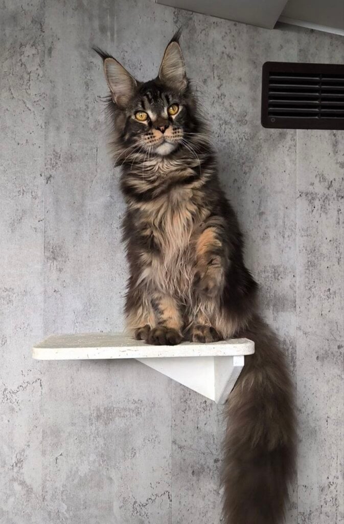 Kyron Maine Coon Black Tabby Male (Available) 50 - photo 1