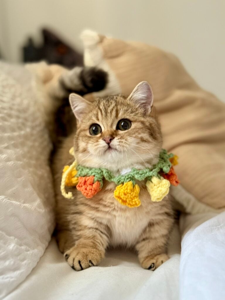 Misha Munchkin Black Golden Male (Available) 00 - photo 1