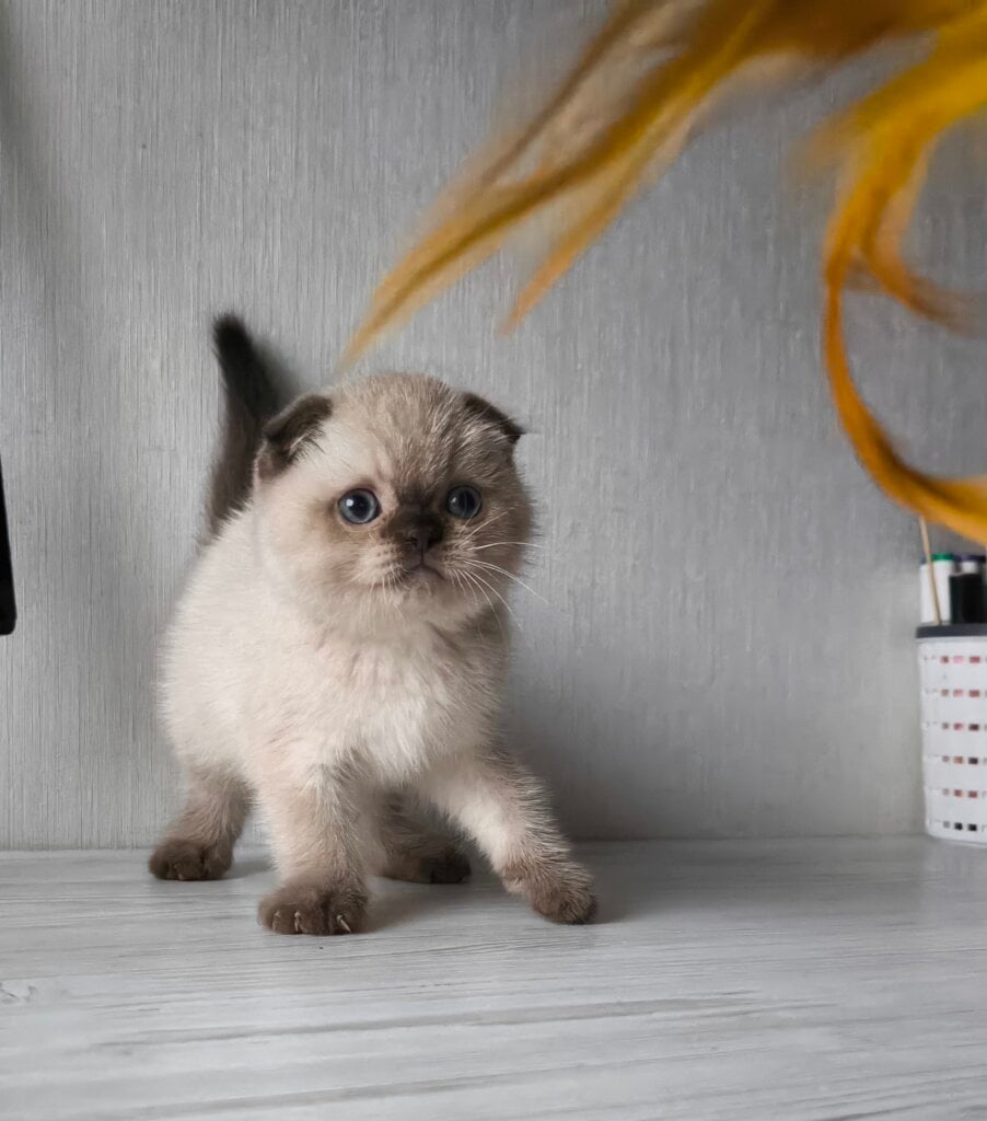 изображение Viber 2025 11 29 17 16 06 297