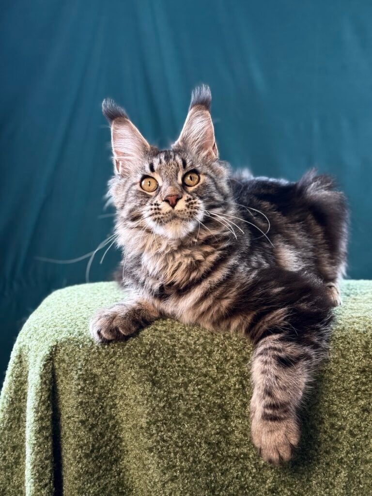 изображение Viber 2025 12 12 16 18 03 587