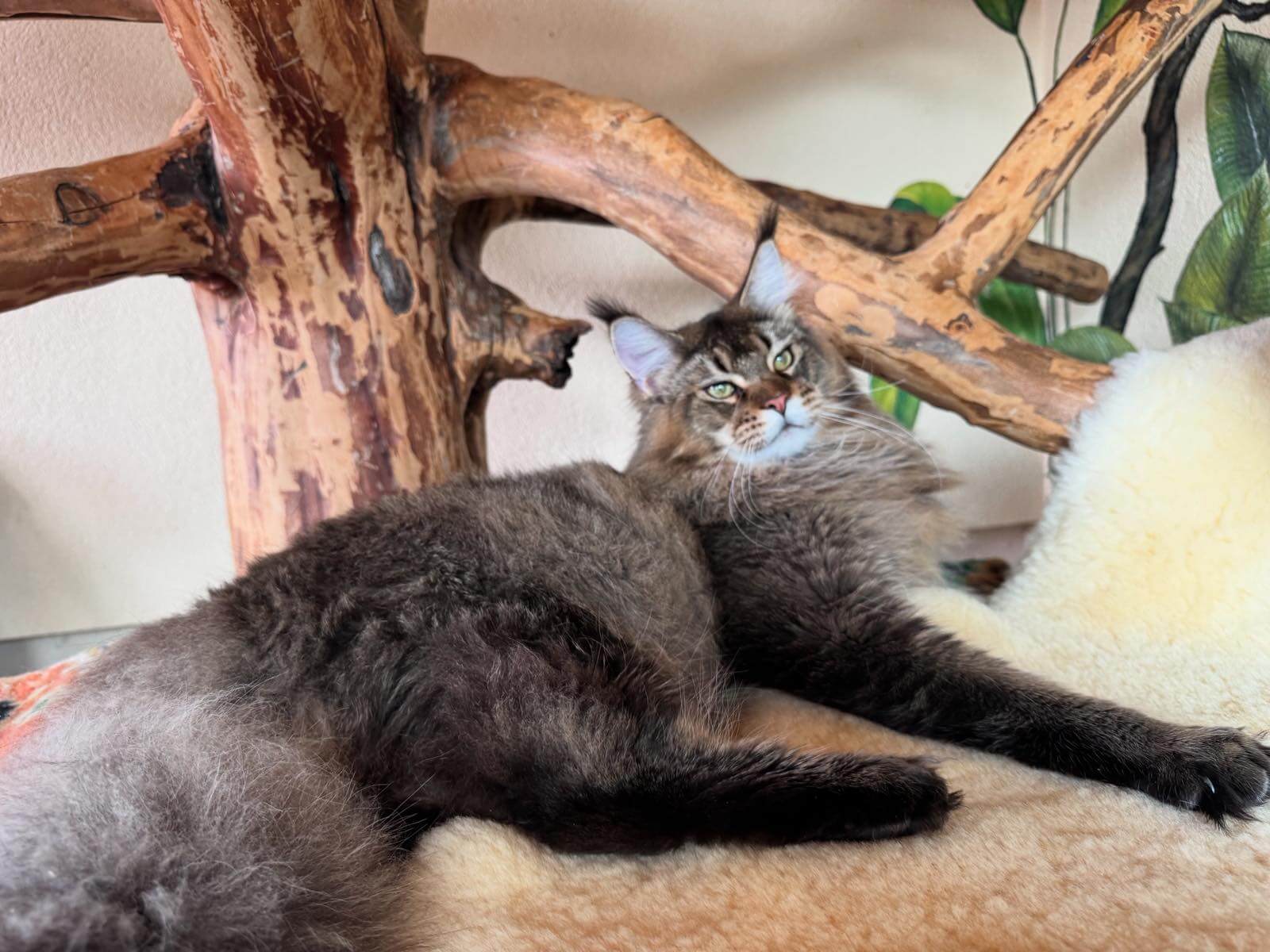 изображение Viber 2025 12 18 20 55 10 594