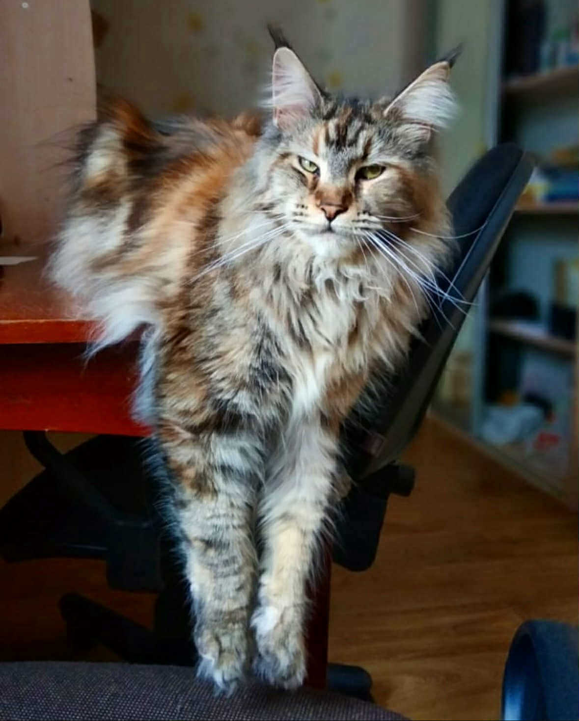 изображение Viber 2025 12 18 21 01 06 540