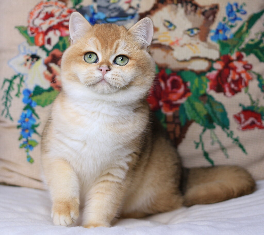 Matilda British Shorthair Black Golden Female (Available) 00 - photo 1