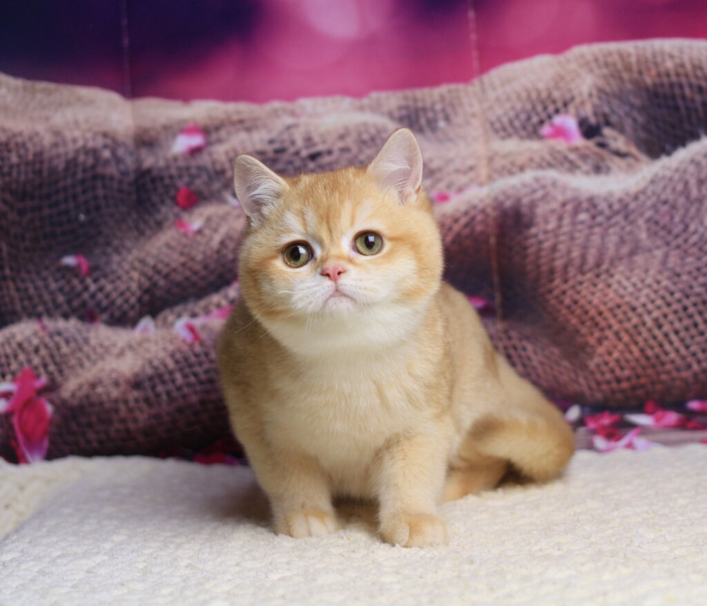 BigBen British Shorthair Chocolate Male (Reserved) 00 - photo 1