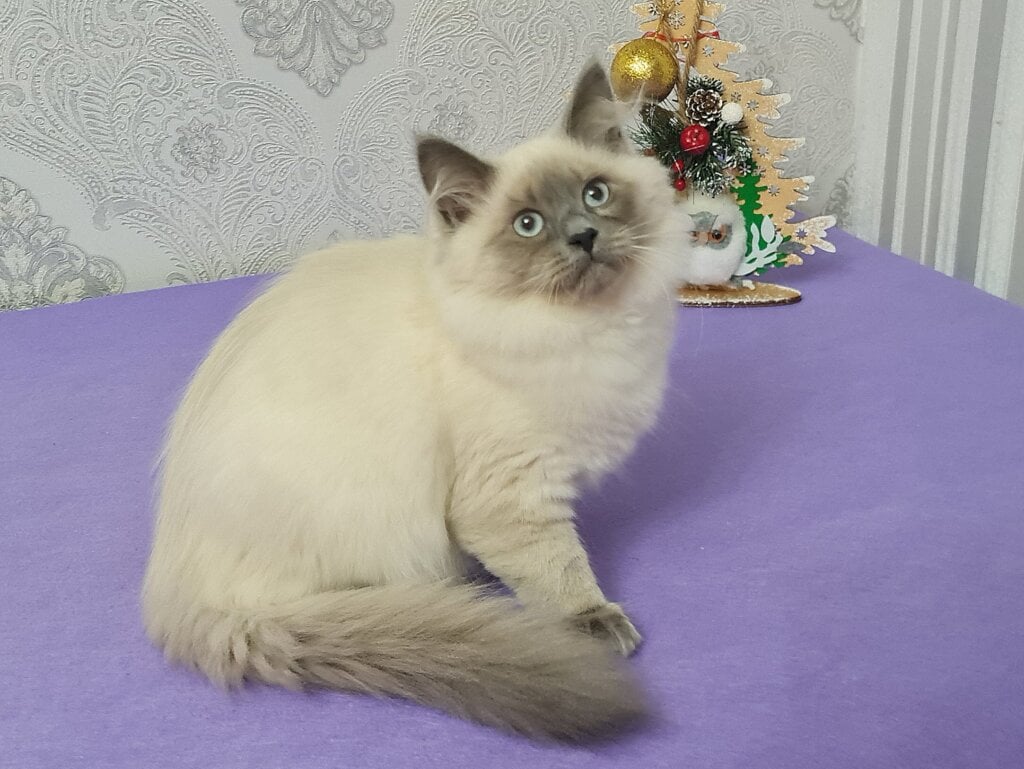 Xia Ying Siberian Blue Point Female (Available) 00 - photo 1