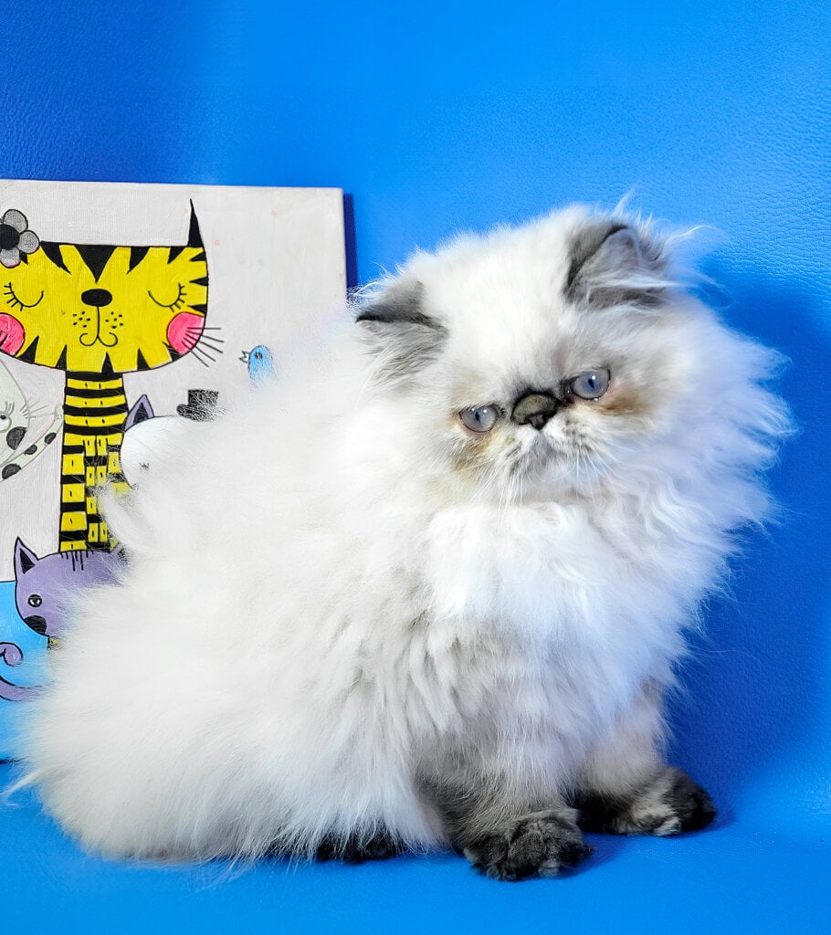 Lilu Persian Seal Female (Available) 00 - photo 1