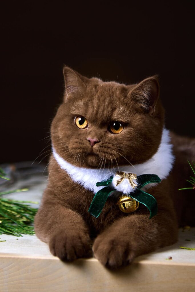 Beatrice British Shorthair Cinnamon Female (Available) 00 - photo 1