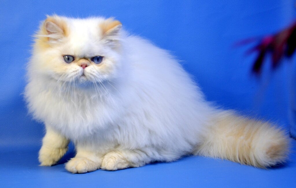 Leon Persian Red Male (Available) 00 - photo 1