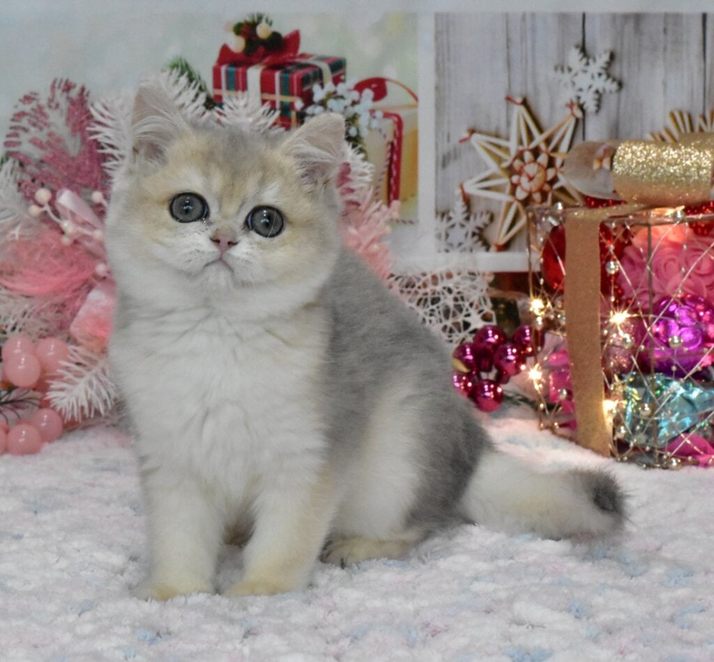 Wendy British Shorthair Blue Golden Female (Available) 00 - photo 1