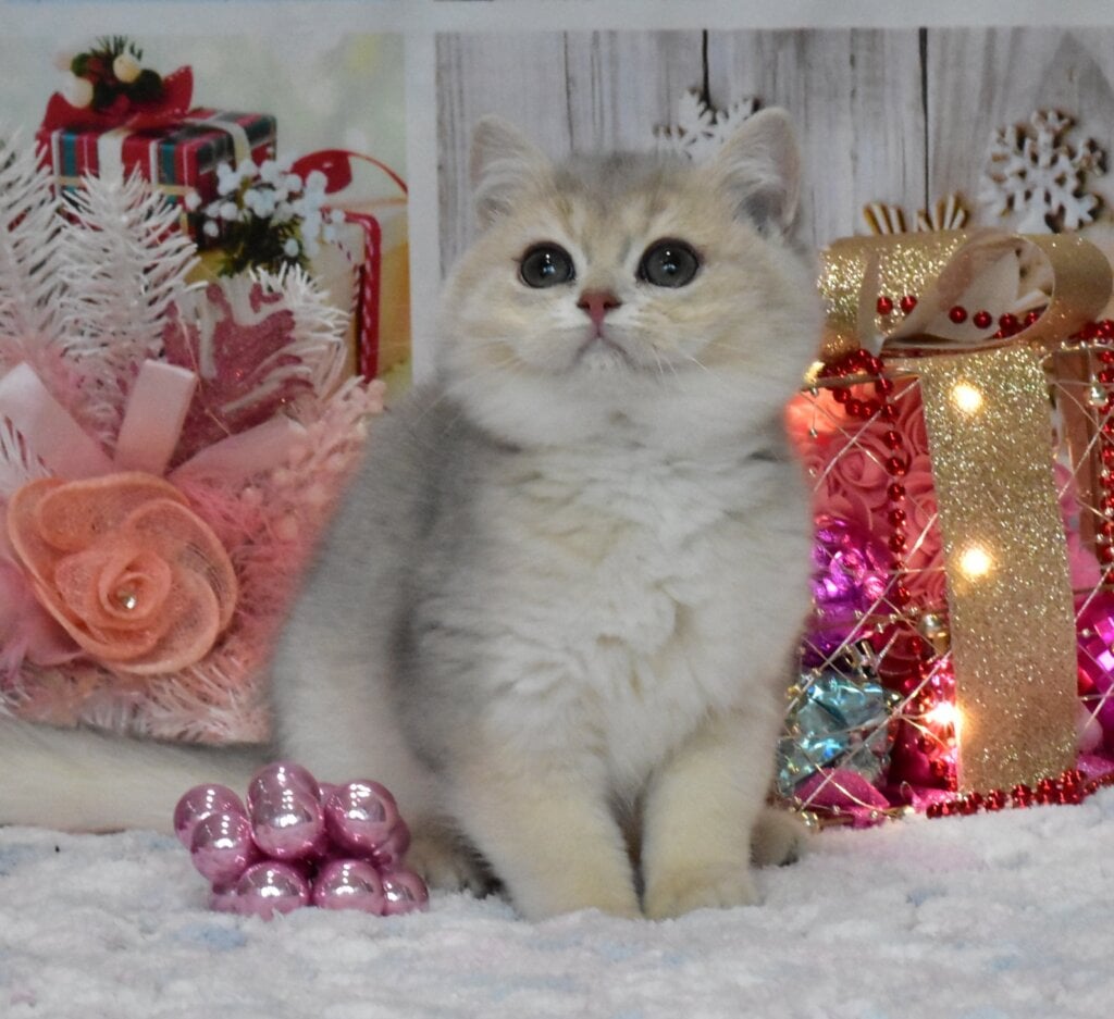 Wolly British Shorthair Blue Golden Male (Available) 00 - photo 1