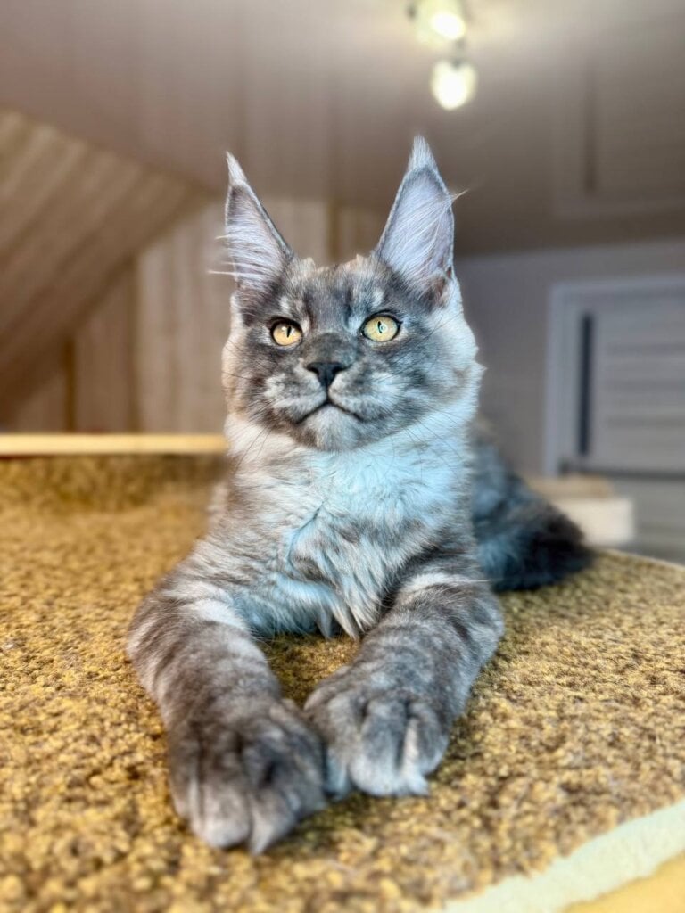 Rafik Maine Coon Black Silver Male (Available) 00 - photo 1