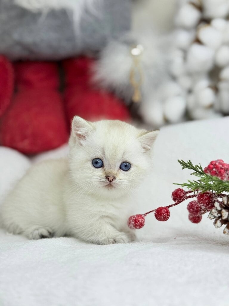 Ugo Munchkin Black Golden Male (Available) 00 - photo 1