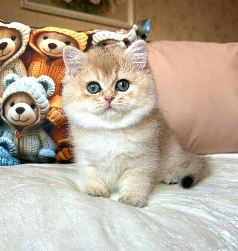 Fialka British Shorthair Black Golden Female (Available) 00 - photo 1