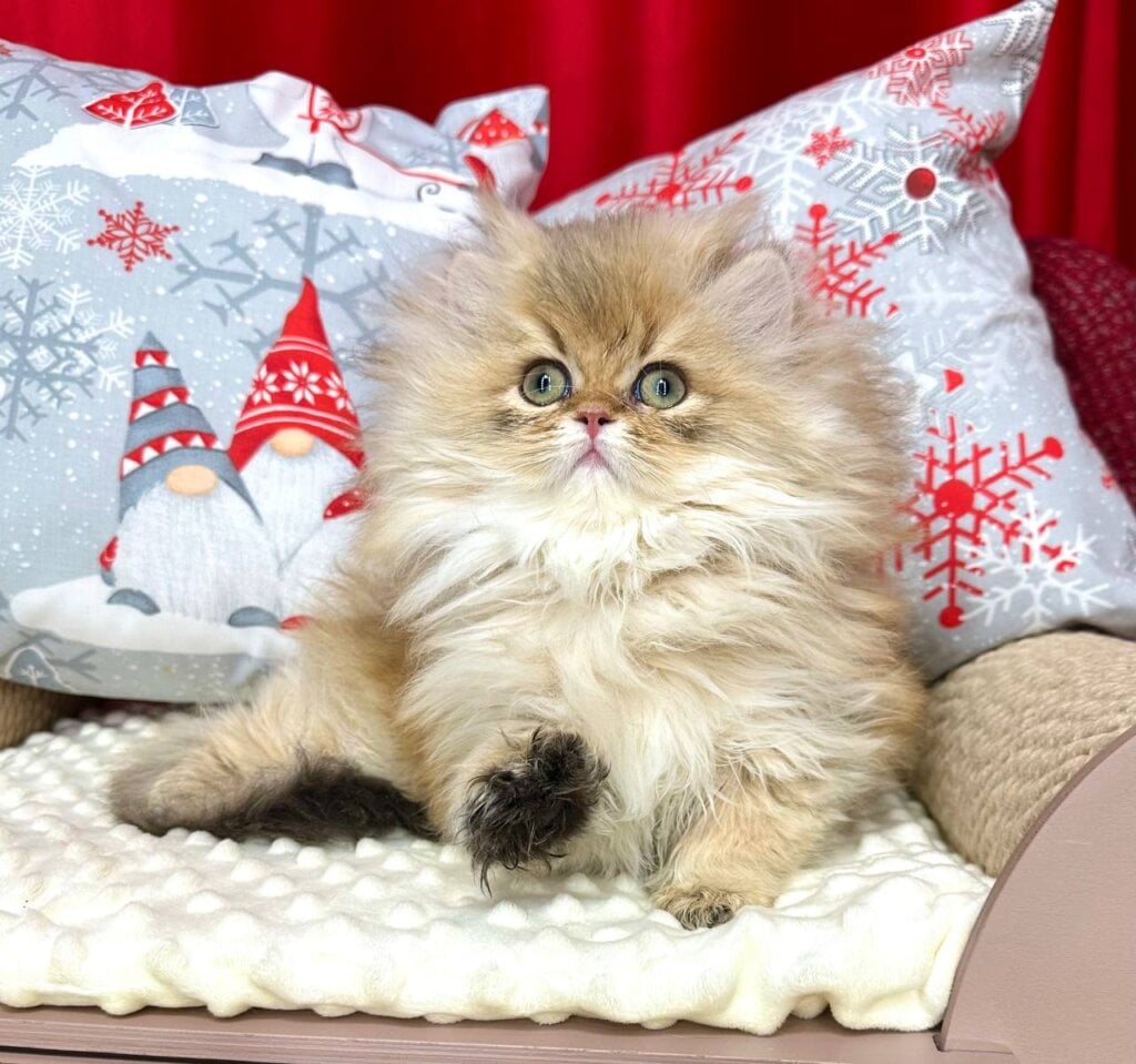 Esma British Longhair Black Golden Female (Available) 00 - photo 1