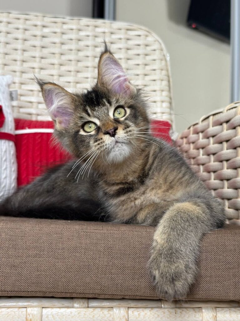 Kiwi Maine Coon Black Ticked Male (Available) 00 - photo 1