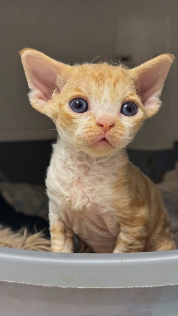 Mikki Devon Rex Red Male (Available) 00 - photo 1