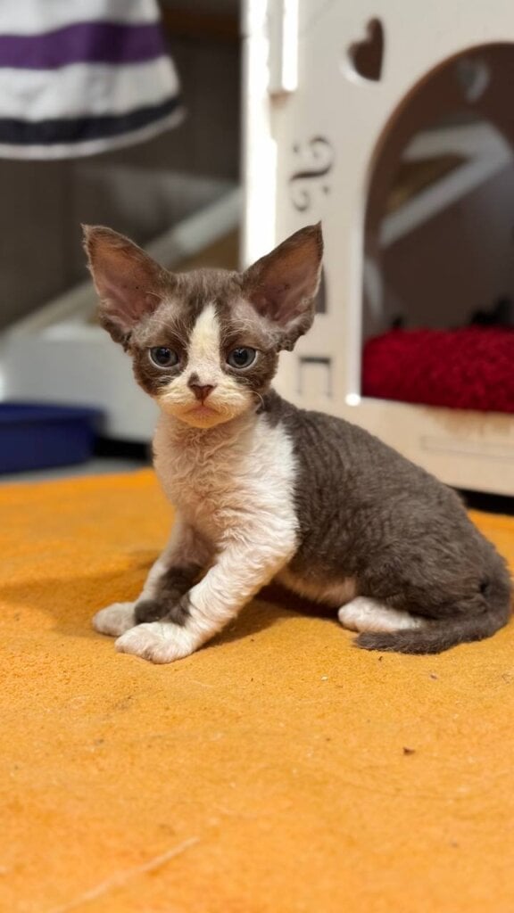 Seraphima Devon Rex Chocolate Female (Available) 00 - photo 1