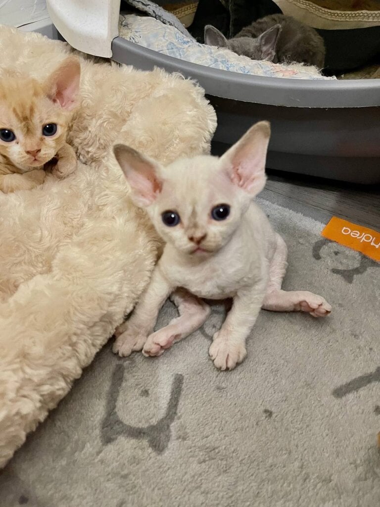 Mona Devon Rex Chocolate Female (Available) 00 - photo 1