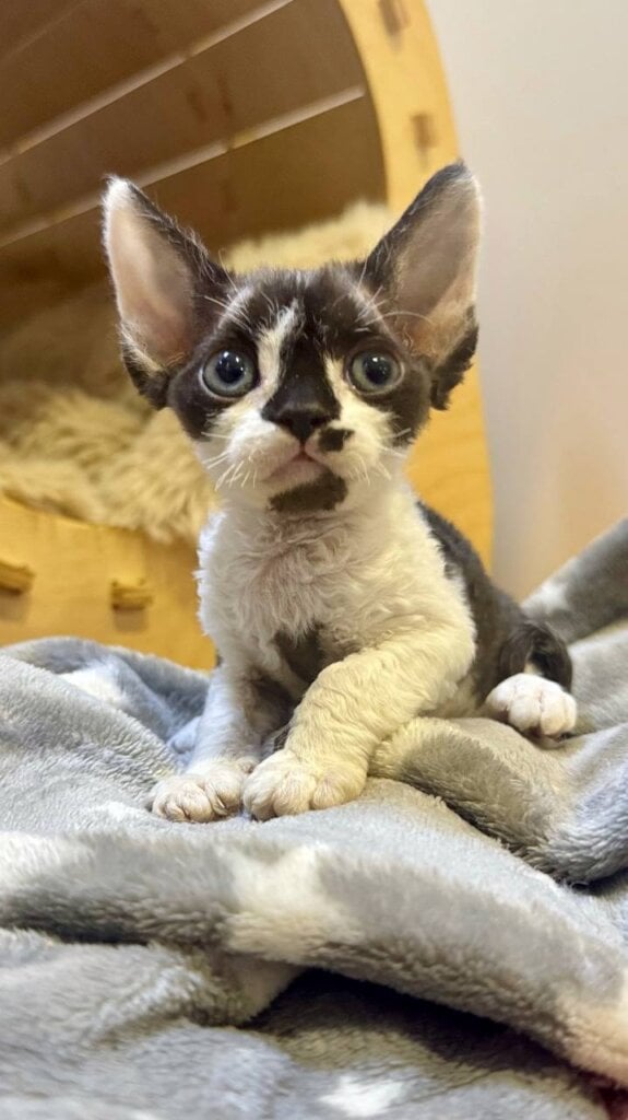Whiskey Devon Rex Black with White Female (Available) 00 - photo 1