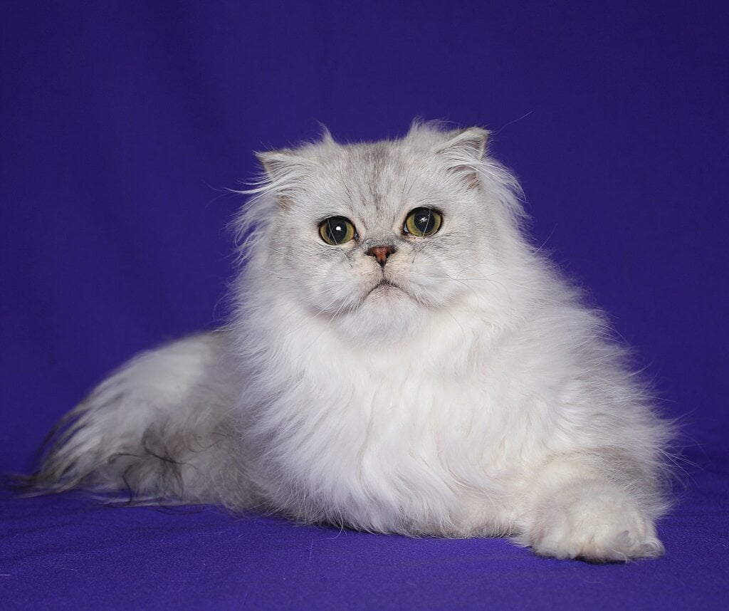 Fill Scottish Fold Black Silver Male (Available) 50 - photo 1