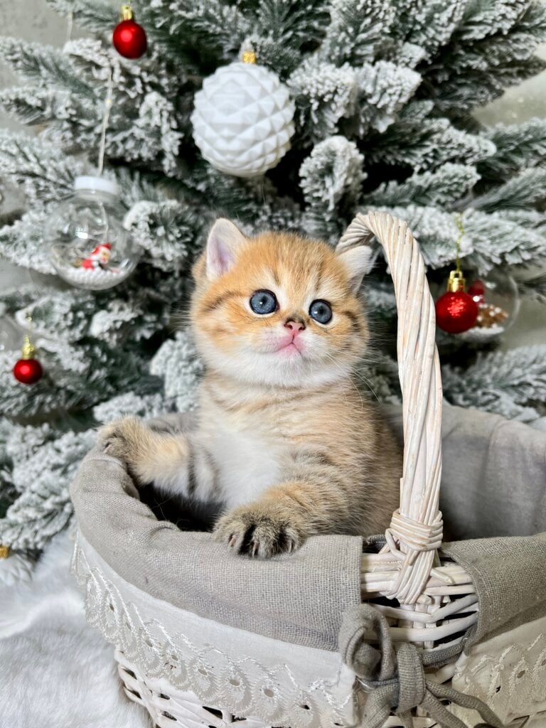 Eda Scottish Straight Black Golden Female (Available) 50 - photo 1