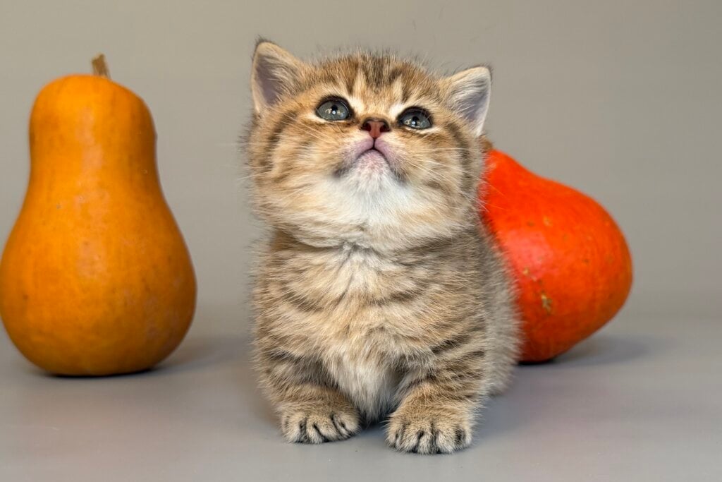 Saphira Munchkin Black Golden Female (Available) 00 - photo 1