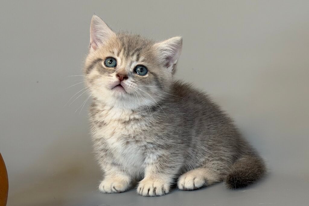 Sable Munchkin Blue Golden Female (Available) 00 - photo 1