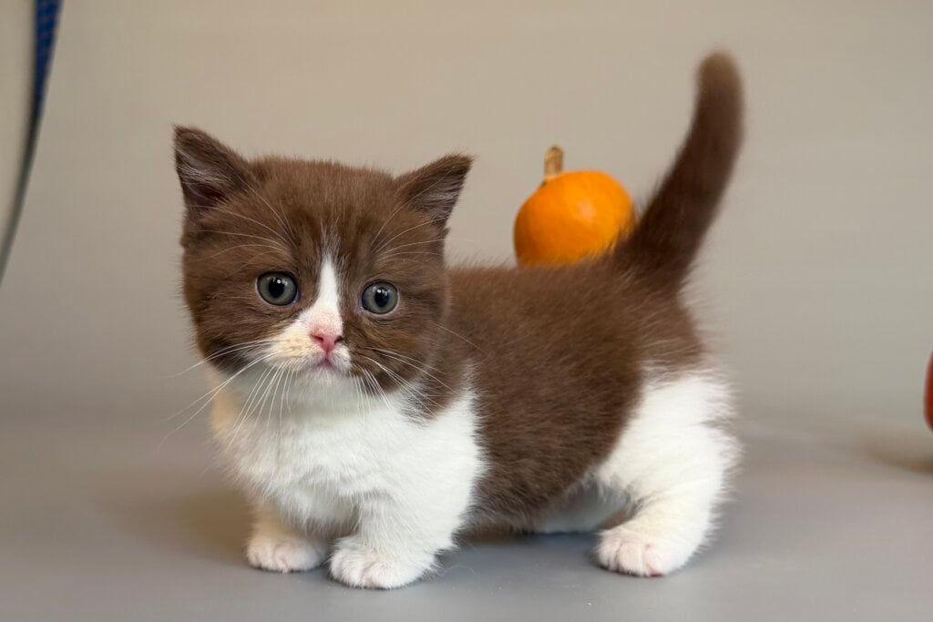 Tama Munchkin Chocolate Female (Available) 00 - photo 1