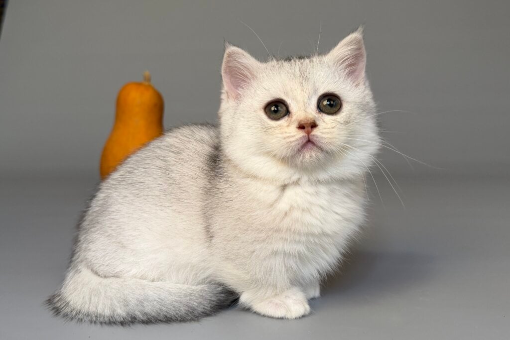 Queniva Munchkin Black Silver Female (Available) 50 - photo 1