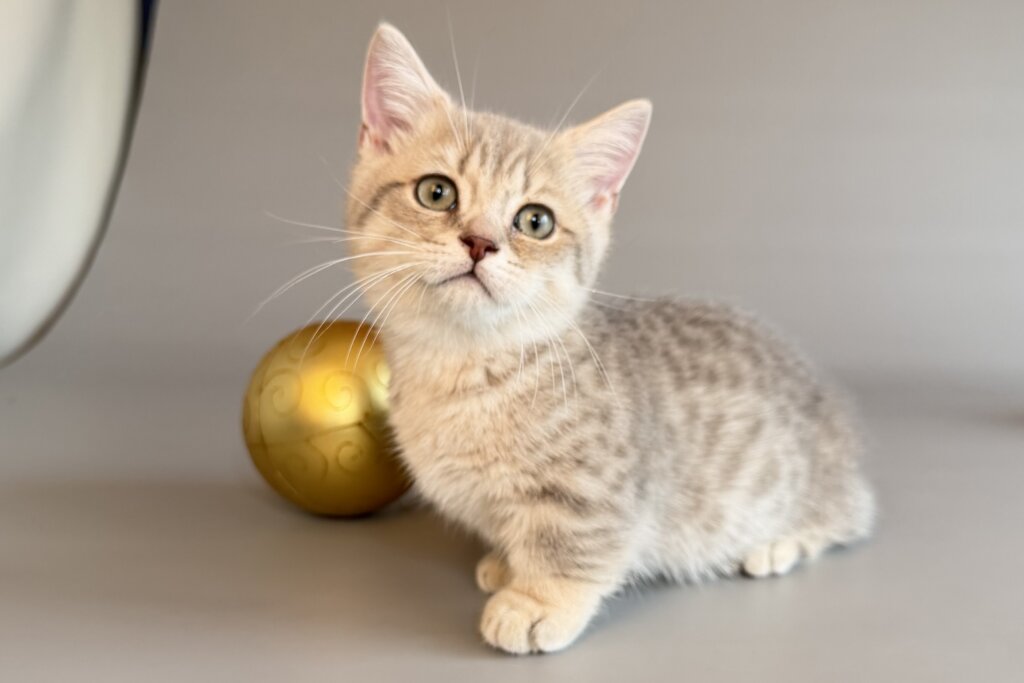 Sable Munchkin Blue Golden Female (Available) 00 - photo 1