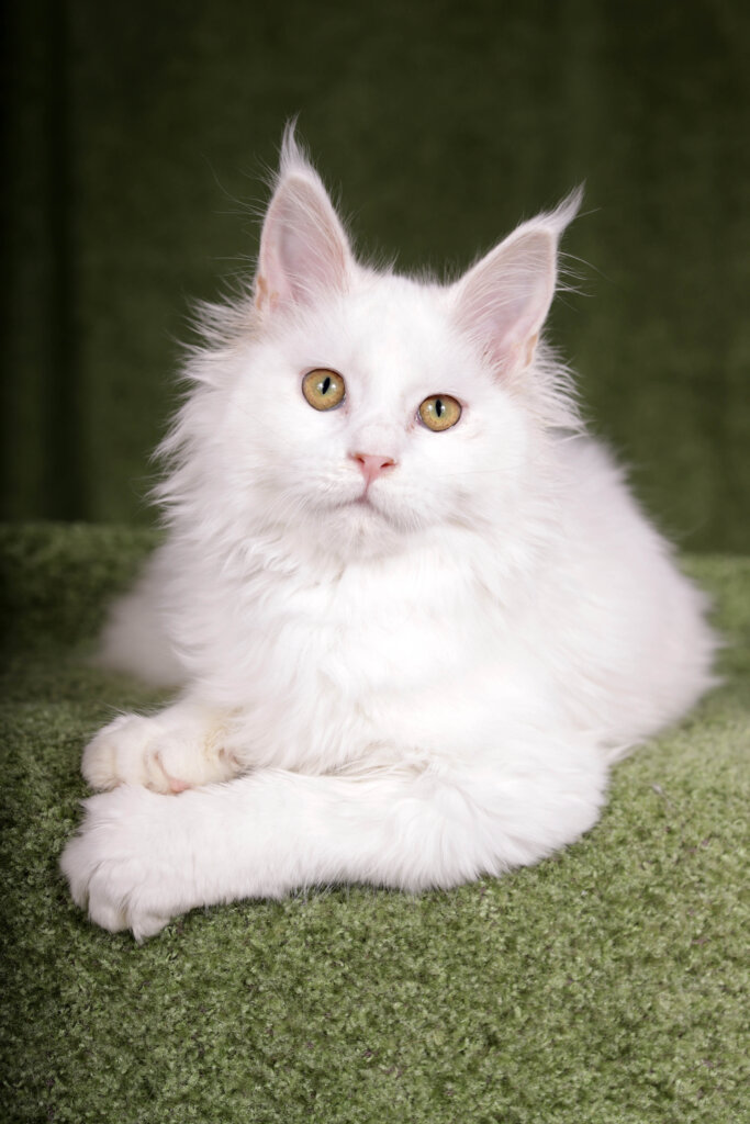 Prima Maine Coon White Female (Reserved) 00 - photo 1