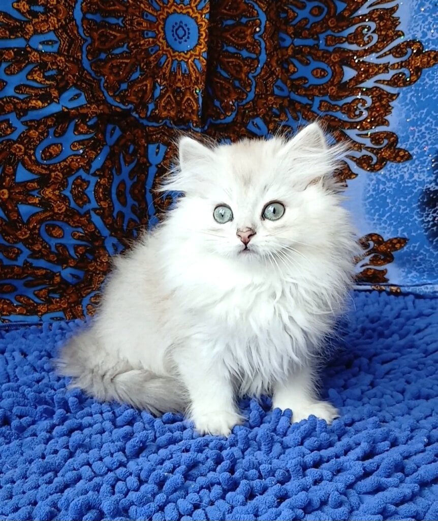 Screenshot 20251215 122553 Gallery