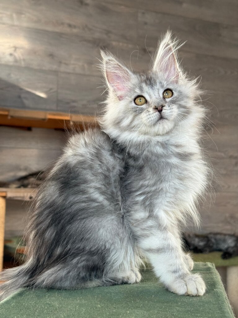 Whatsapp Image 2026 02 01 At 21.03.58 2