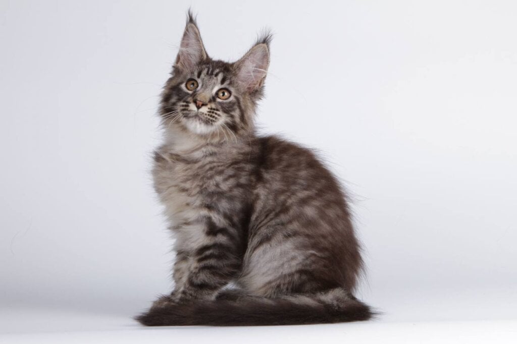 Lorry Maine Coon Black Spotted Female (Available) 00 - photo 1