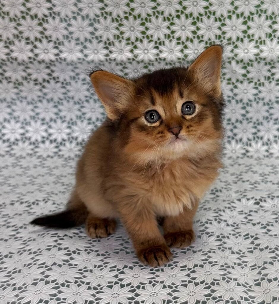 Saigon Somali Ruddy Male (Available) 00 - photo 1