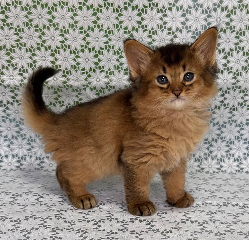 Sakar Somali Ruddy Male (Available) 00 - photo 1