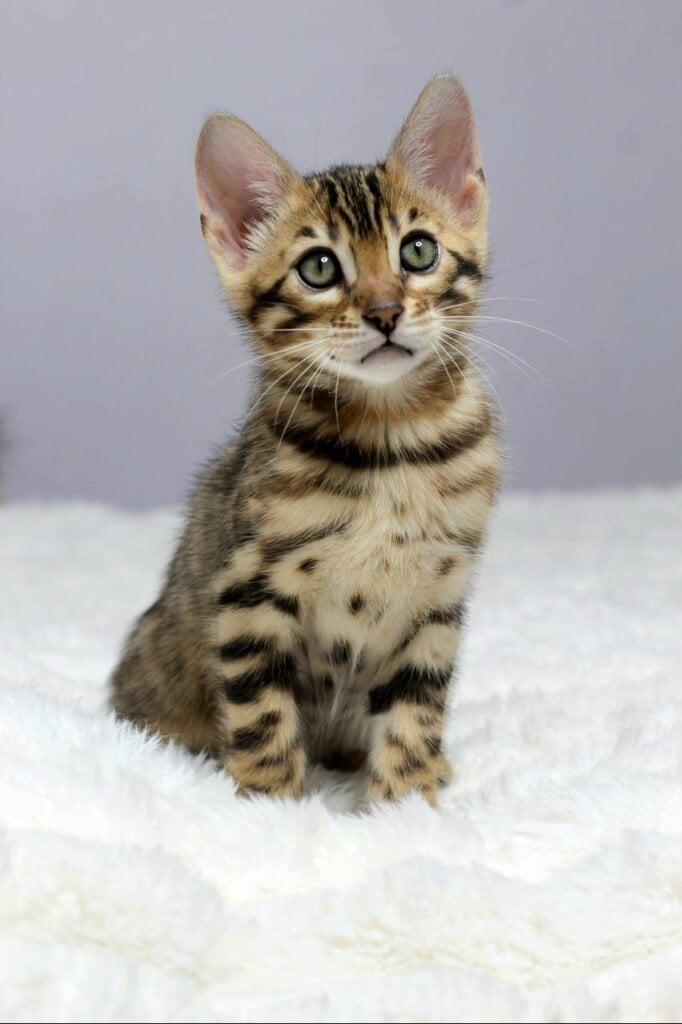 Ophelia Bengal Brown Female (Available) 00 - photo 1