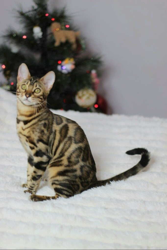 Nefertiti Bengal Brown Female (Available) 00 - photo 1