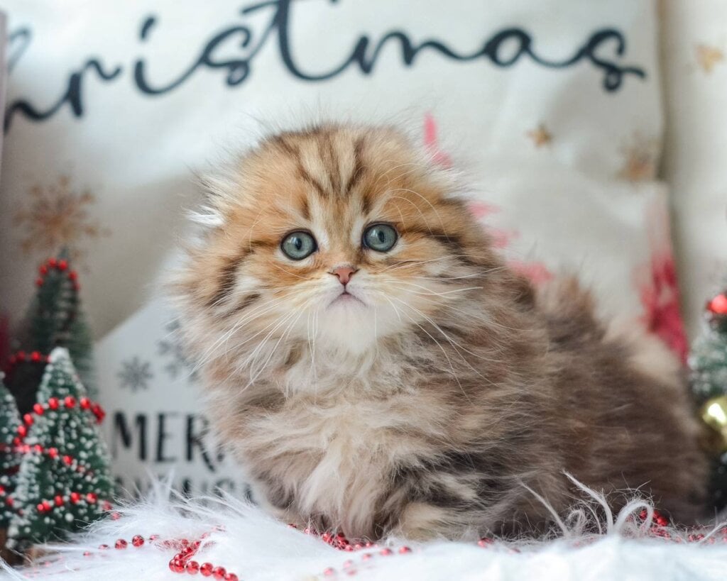 Pinky Munchkin Black Golden Female (Available) 00 - photo 1